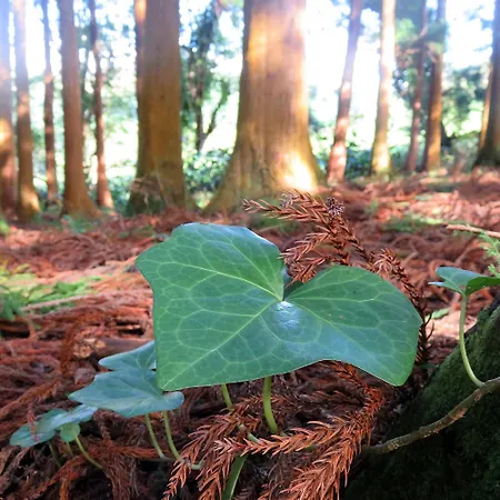 Da Viscondessa Apartment *