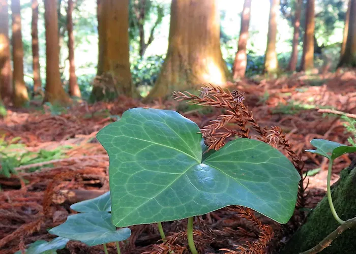 Da Viscondessa Apartmán *