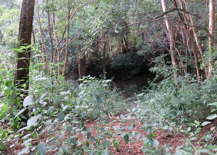 Da Viscondessa Urzelina